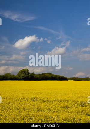 Alberi all'orizzonte di un olio giallo con un campo di colza. Foto Stock