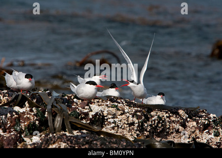 Sud Americana Tern, Falklandseeschwalbe, Sterna hirundinacea Foto Stock