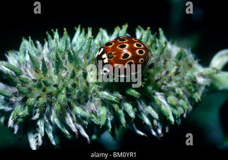 Eyed ladybird (Anatis ocellata: Coccinellidae) overwintered adulto su un seme sallow-testa in aprile del Regno Unito Foto Stock