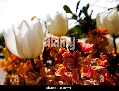 Un letto retroilluminato di wallflowers con una selezione di tulipani a motivi di Tatton Park Foto Stock