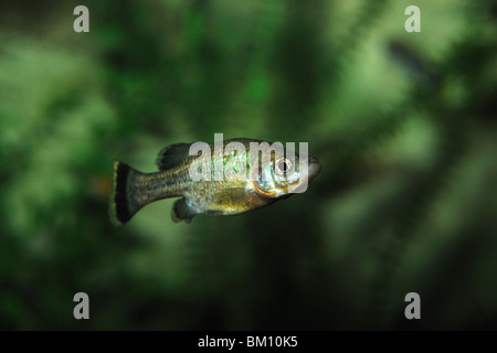 Butterfly splitfin, Ameca splendens, estinto nel selvaggio, captive Foto Stock