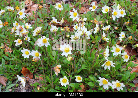 Montagna bianca avens fioriture Dryas octopetala Foto Stock