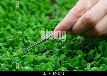 Donna scienziato ricerca su impianti in un laboratorio Foto Stock