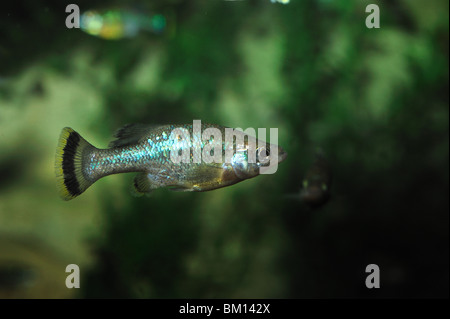 Butterfly splitfin, Ameca splendens, estinto nel selvaggio, captive Foto Stock