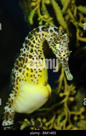 Panciuta cavalluccio marino Hippocampus abdominalis, captive Foto Stock