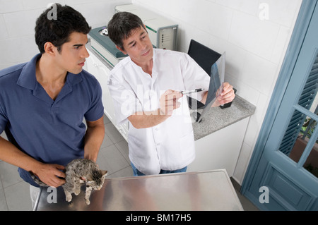 Vet esaminando un gatto x-ray Foto Stock