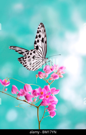 Un aquilone di carta Butterfly presa sul fiore rosa Foto Stock