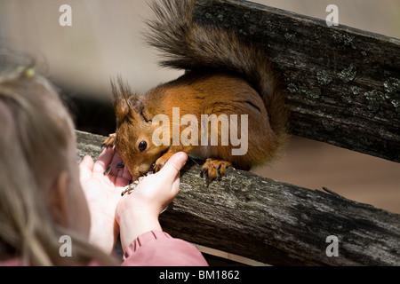 Bambina alimenta con olio di semi di girasole scoiattolo da una mano Foto Stock