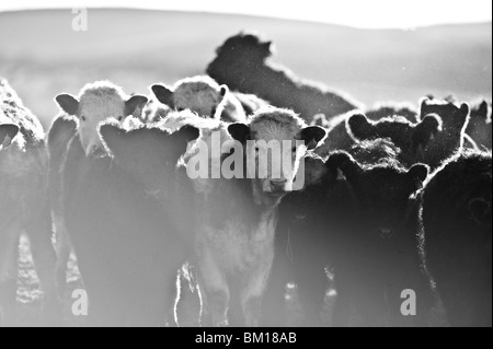 Mucca Galloway Robert paesaggio agricolo Vitello Foto Stock