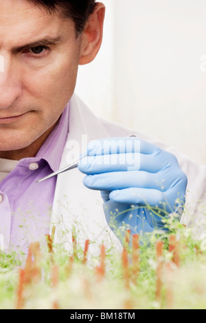 Scienziato ricerca su impianti in un laboratorio Foto Stock