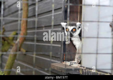 Anello-tailed Lemur (Lemur catta) presso lo Zoo Whipsnade, Dunstable, Bedfordshire, England, Regno Unito Foto Stock
