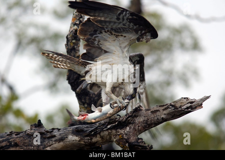 Osprey con pesce - J.N. Ding Darling National Wildlife Refuge - Sanibel Island, Florida USA Foto Stock