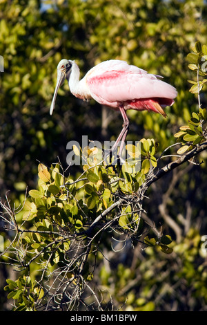 Roseate Spoonbill - J.N. Ding Darling National Wildlife Refuge - Sanibel Island, Florida USA Foto Stock