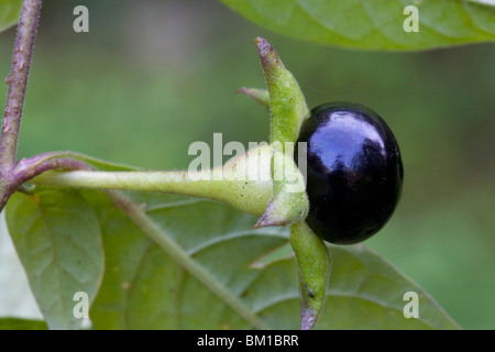 Atropa belladonna, belladonna, frutti, belladonna Foto Stock