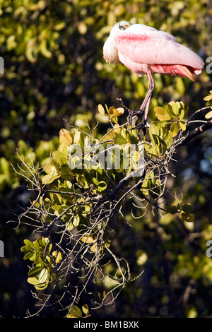 Roseate Spoonbill - J.N. Ding Darling National Wildlife Refuge - Sanibel Island, Florida USA Foto Stock