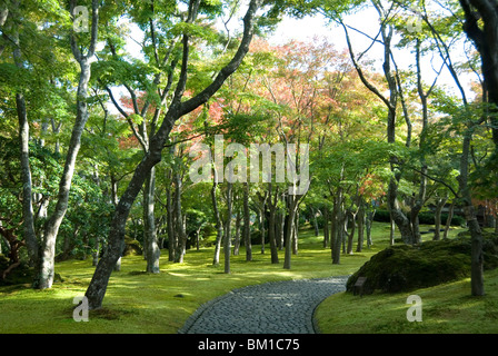 Moss garden, Hakone Museo di Arte, Koen-kami, Gora, Hakone, a ovest di Tokyo, Honshu, Giappone Foto Stock