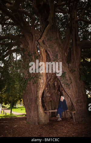 Regno Unito, Inghilterra, Herefordshire, molto Marcle, San Bartolomeo del sagrato, donna seduto sul sedile all'interno della vecchia cava di yew tree Foto Stock