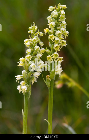 Albida Pseudorchis (Leucorchis albida), orchidea, orchide candida Foto Stock