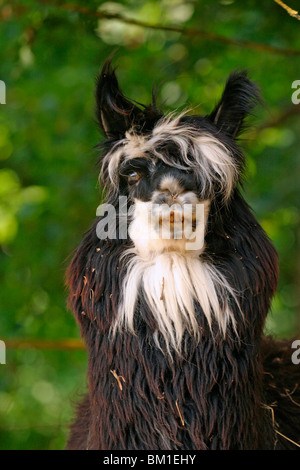 Alpaka Ritratto / testa di alpaca Foto Stock