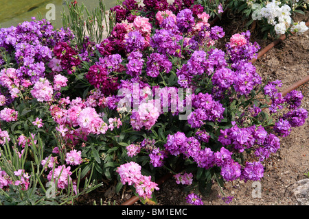 Matthiola incana 'cenerentola viola', stock, violaciocca Foto Stock