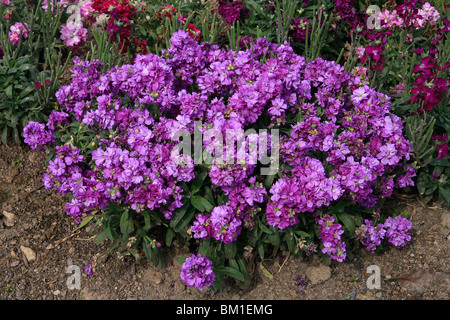 Matthiola incana 'cenerentola viola', stock, violaciocca Foto Stock