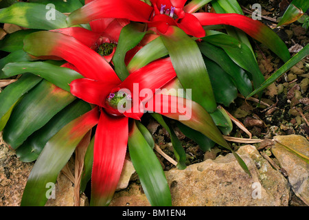 Neoregelia carolinae 'Meyendorffii', arrossendo bromeliad Foto Stock