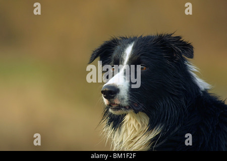 Border Collie ritratto Foto Stock