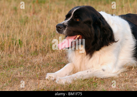 Liegender / giacente Landseer Foto Stock