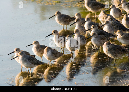 Willets - J.N. Ding Darling National Wildlife Refuge - Sanibel Island, Florida USA Foto Stock