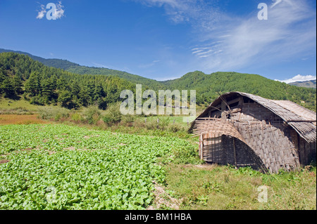 Bamboo Hut, Bumthang, Chokor Valley, Bhutan, Asia Foto Stock