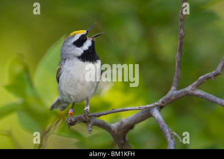 Un arroccato maschio adulto Golden-winged trillo cantando Foto Stock