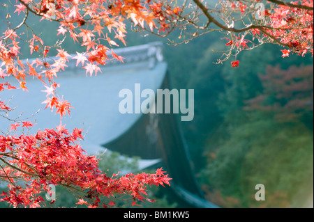 Autunno foglie di acero in Nison in (Nisonin) tempio risalente al 834, area Sagano, Kyoto, Giappone, Asia Foto Stock