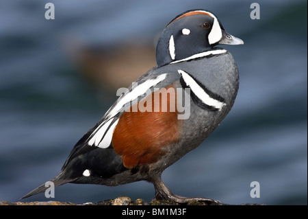 Maschio adulto Harlequin Duck nel profilo arroccata su una roccia. Foto Stock