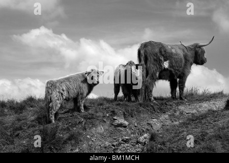 Due giovani vitelli Highland con la loro madre Foto Stock