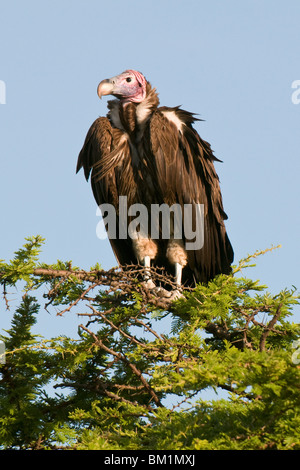 Lappata-di fronte vulture (Torgos tracheliotus), il Masai Mara riserva nazionale, Kenya, Africa orientale, Africa Foto Stock