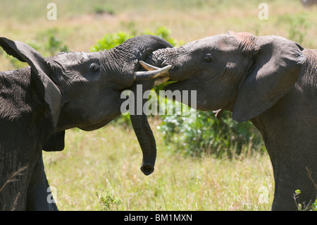 Giovani elefanti africani il combattimento (Loxodonta africana), il Masai Mara riserva nazionale, Kenya, Africa orientale, Africa Foto Stock