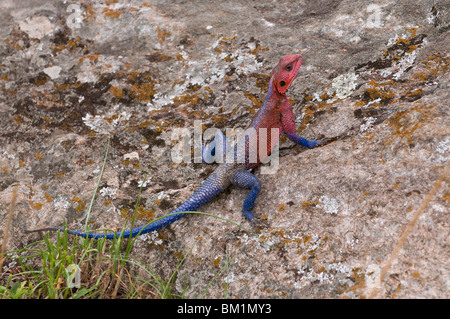 Lucertola AGAMA SA (AGAMA AGAMA SA), il Masai Mara riserva nazionale, Kenya, Africa orientale, Africa Foto Stock