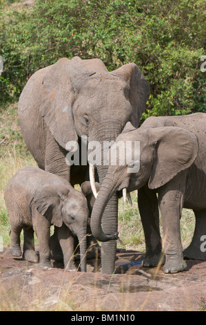 Gli elefanti africani e baby (Loxodonta africana), il Masai Mara riserva nazionale, Kenya, Africa orientale, Africa Foto Stock