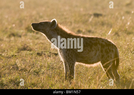 Spotted hyaena (Crocuta crocuta), il Masai Mara riserva nazionale, Kenya, Africa orientale, Africa Foto Stock