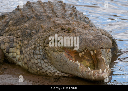 Coccodrillo del Nilo (Crocodilus niloticus), il Masai Mara riserva nazionale, Kenya, Africa orientale, Africa Foto Stock