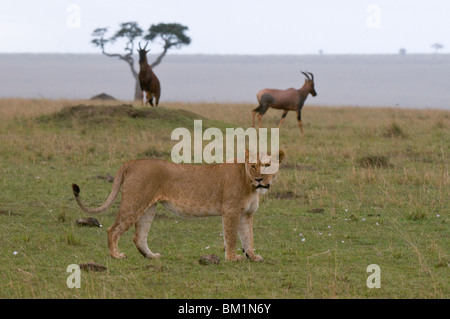 Leonessa (Panthera leo) e topi (Damaliscus lunatus), il Masai Mara riserva nazionale, Kenya, Africa orientale, Africa Foto Stock