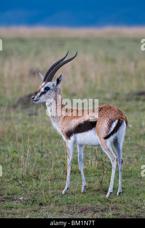 Thomson gazelle Gazella (thomsoni), il Masai Mara riserva nazionale, Kenya, Africa orientale, Africa Foto Stock