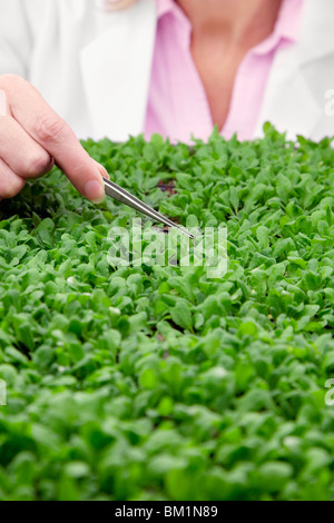 Donna scienziato ricerca su impianti in un laboratorio Foto Stock