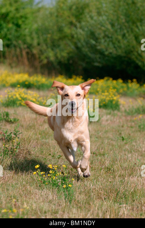 Il Labrador Mischling in Bewegung / Labrador Mongrel in azione Foto Stock