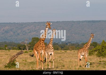 Masai giraffe (Giraffa camelopardalis), il Masai Mara riserva nazionale, Kenya, Africa orientale, Africa Foto Stock