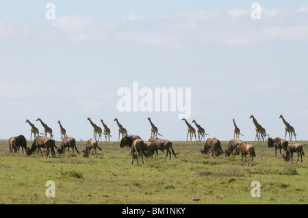 Masai giraffe (Giraffa camelopardalis), il Masai Mara riserva nazionale, Kenya, Africa orientale, Africa Foto Stock