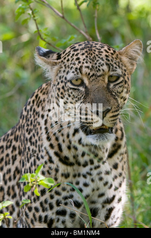 Leopard (Panthera pardus), il Masai Mara riserva nazionale, Kenya, Africa orientale, Africa Foto Stock