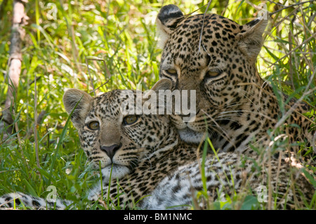 Leopardi (Panthera pardus), il Masai Mara riserva nazionale, Kenya, Africa orientale, Africa Foto Stock