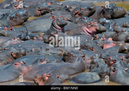 Baby hippo in piedi nel bel mezzo di una mandria (Hippopotamus amphibius), il Masai Mara riserva nazionale, Kenya, Africa Foto Stock