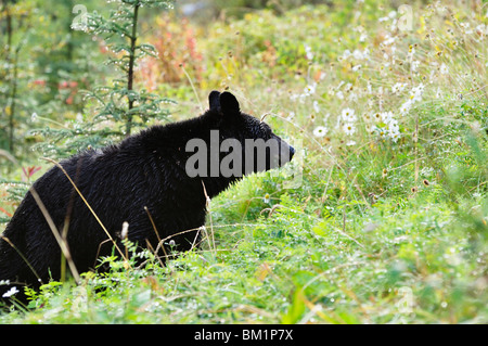 Orso nero, Jasper National Park, Alberta, Canada, America del Nord Foto Stock